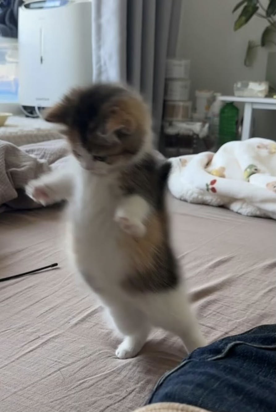 고양이 원본 536