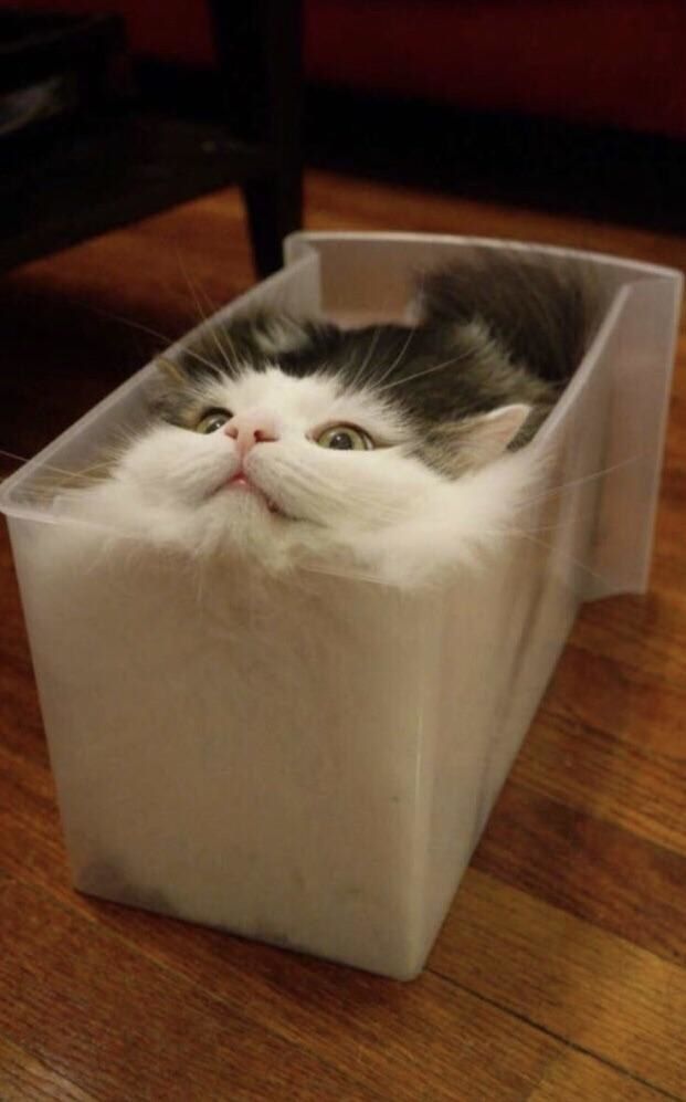 고양이 원본 017