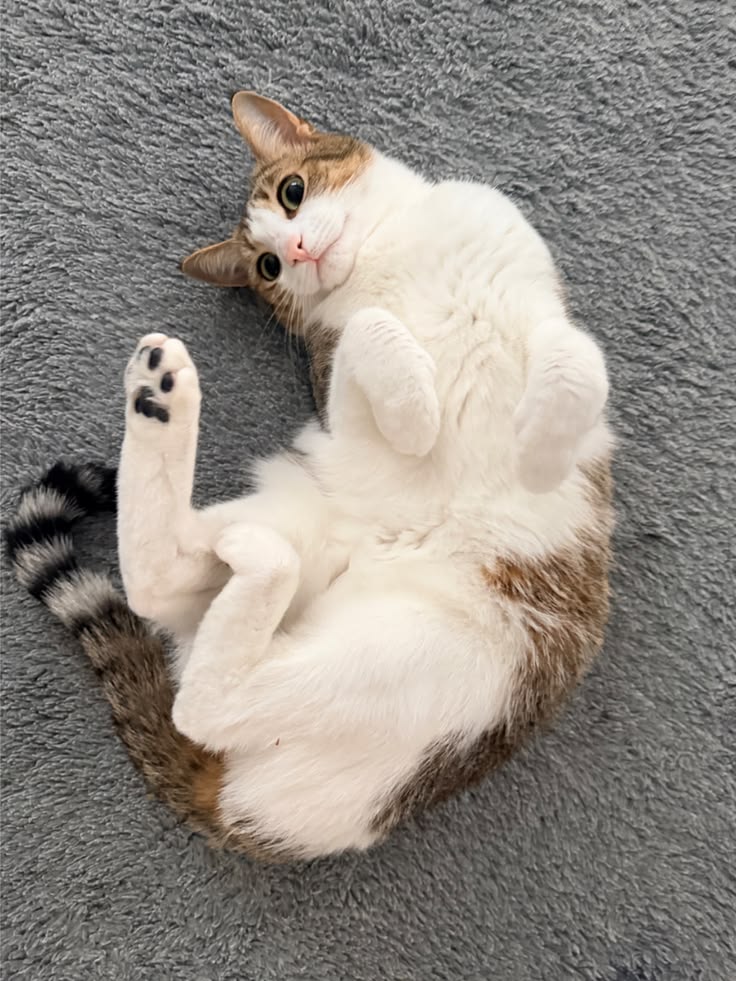 고양이 원본 647
