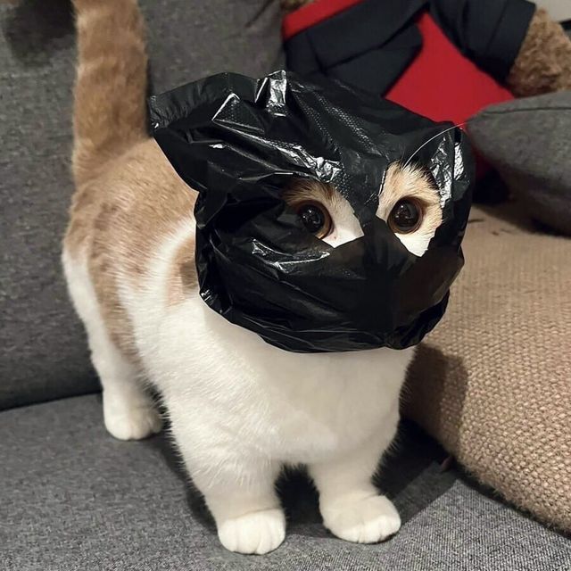 고양이 원본 453