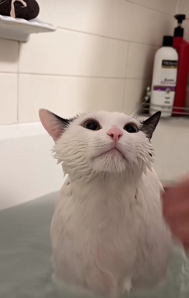고양이 원본 463