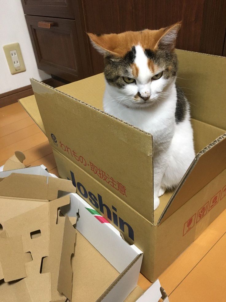 고양이 원본 096
