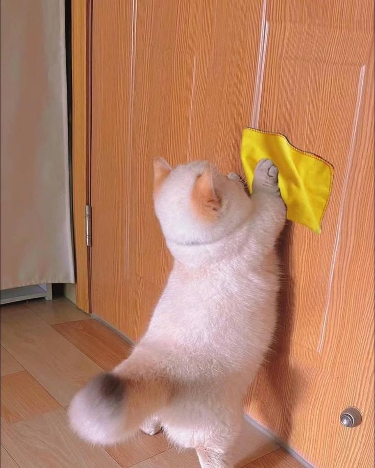 고양이 원본 202