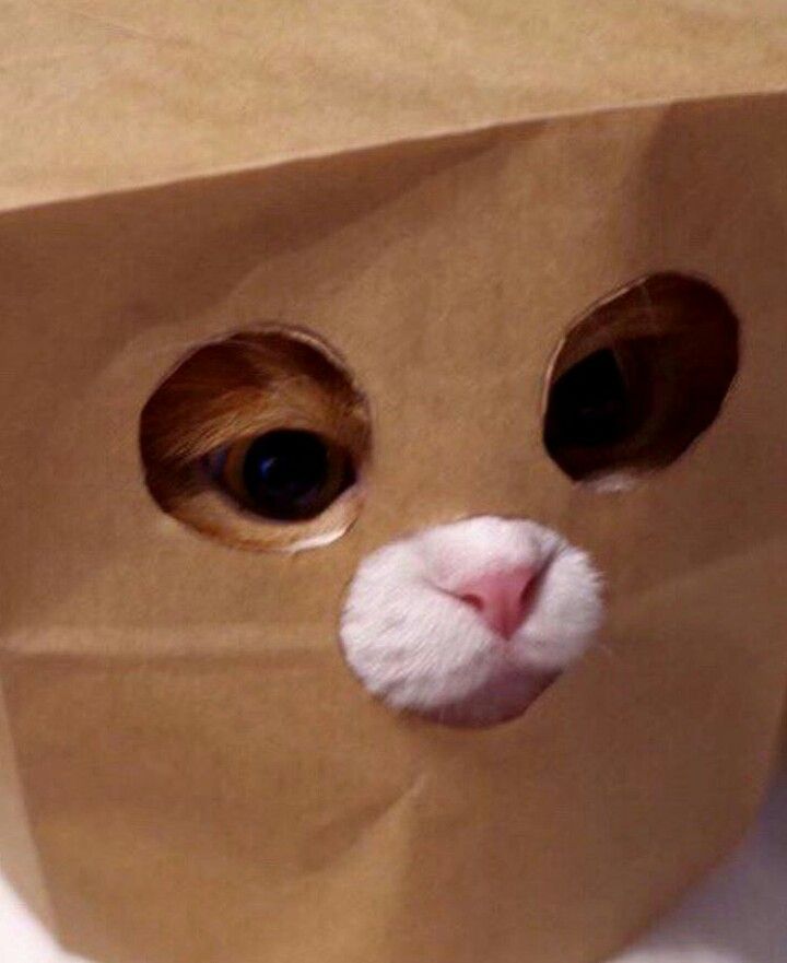 고양이 원본 669