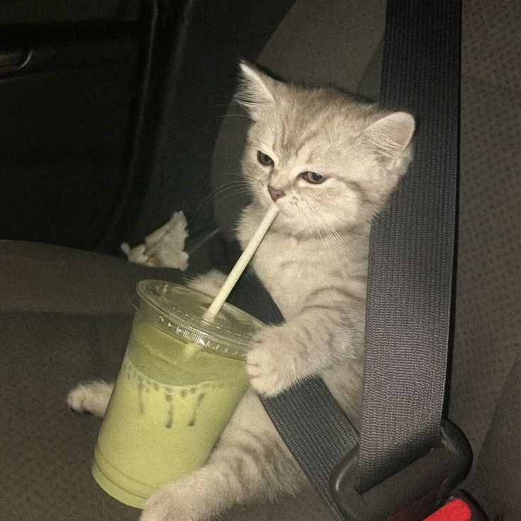 고양이 원본 406