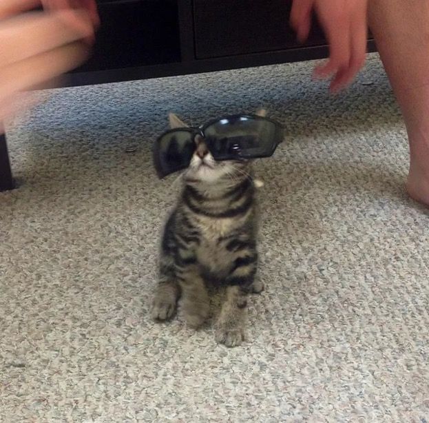 고양이 원본 087