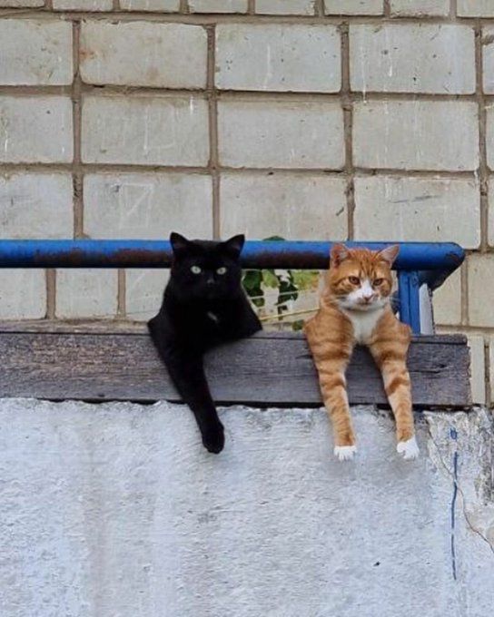 고양이 원본 616