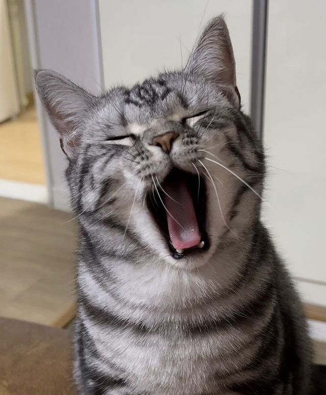 고양이 원본 345