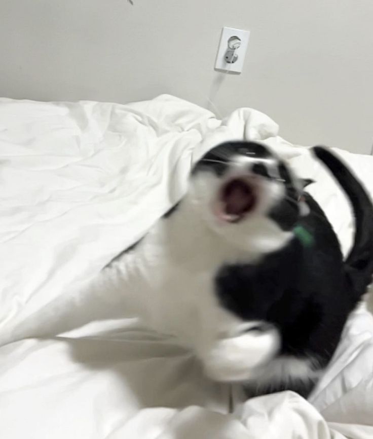 고양이 원본 292