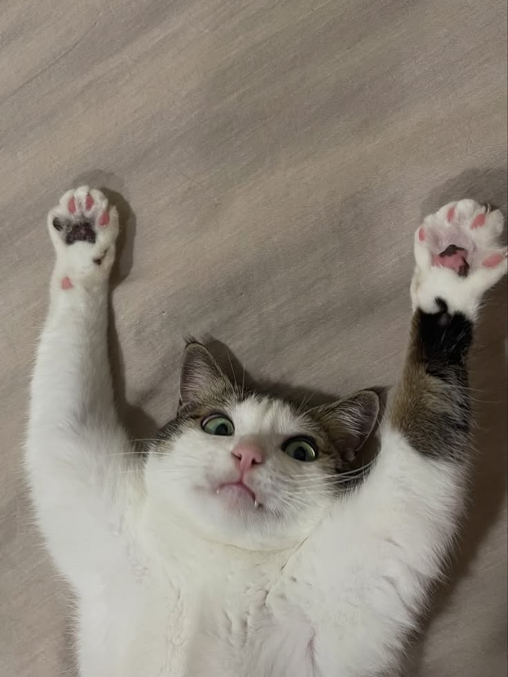 고양이 원본 509
