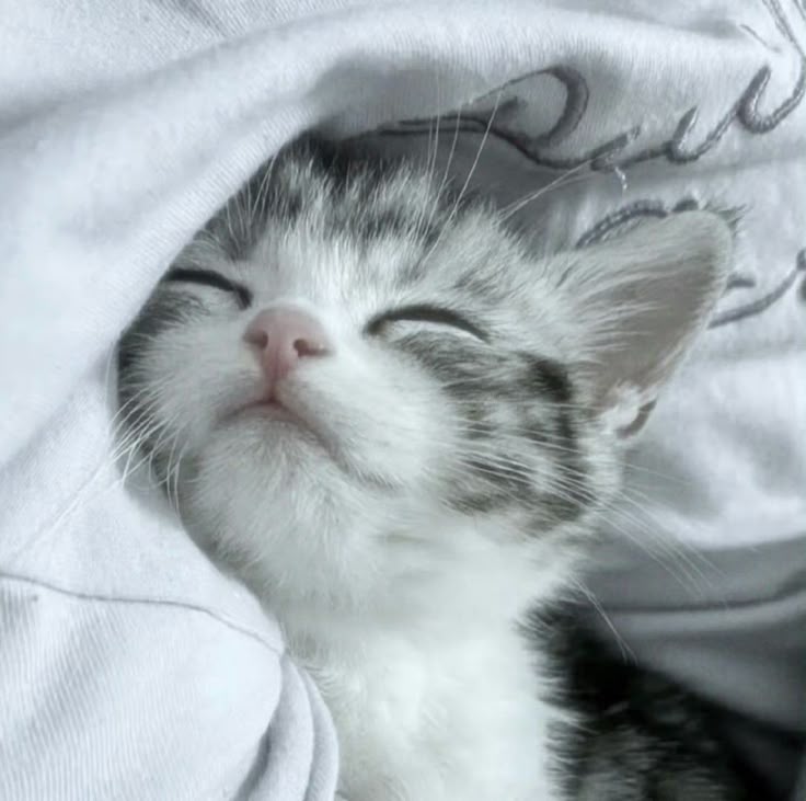 고양이 원본 219