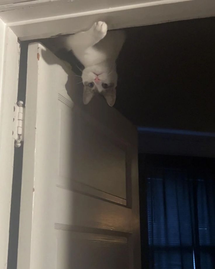 고양이 원본 156