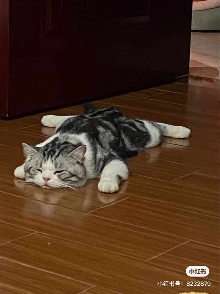 고양이 원본 232