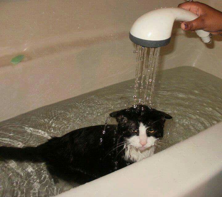 고양이 원본 112