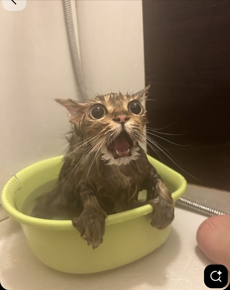고양이 원본 426