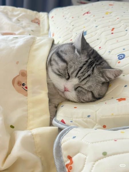 고양이 원본 189