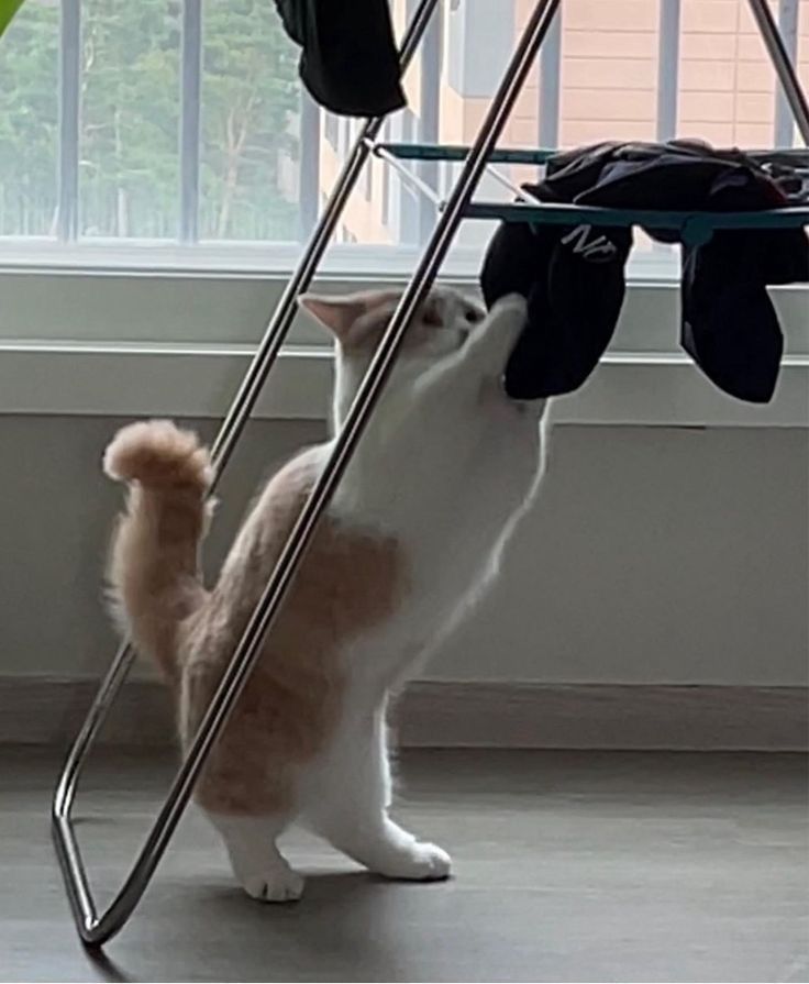 고양이 원본 234