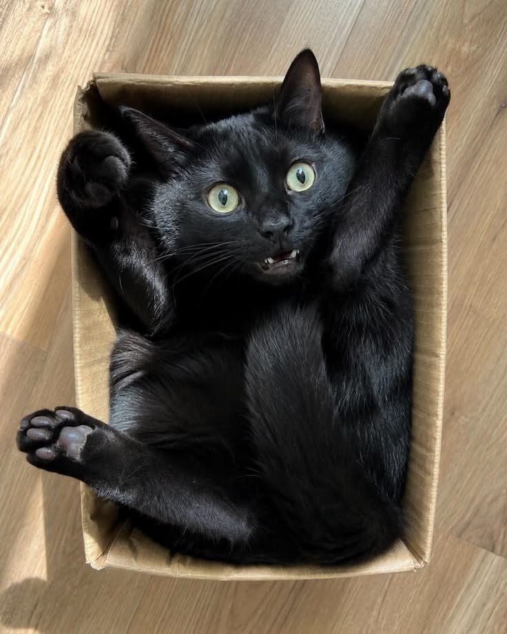 고양이 원본 368