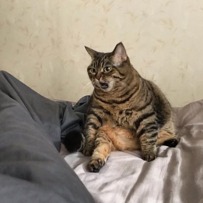 고양이 원본 004