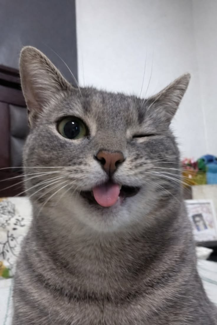 고양이 원본 560