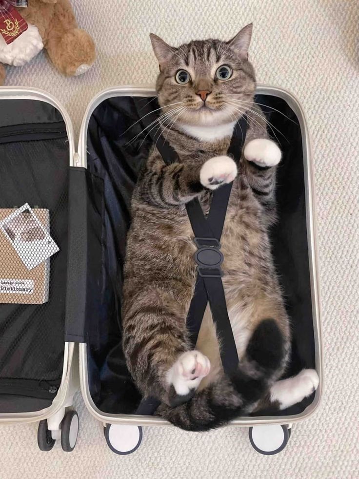 고양이 원본 394