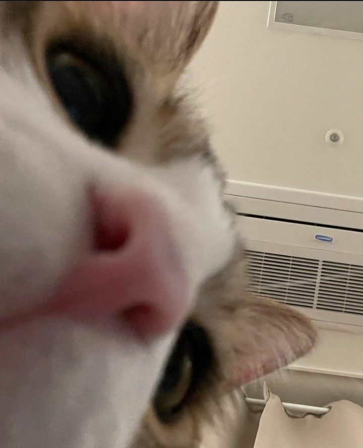 고양이 원본 297