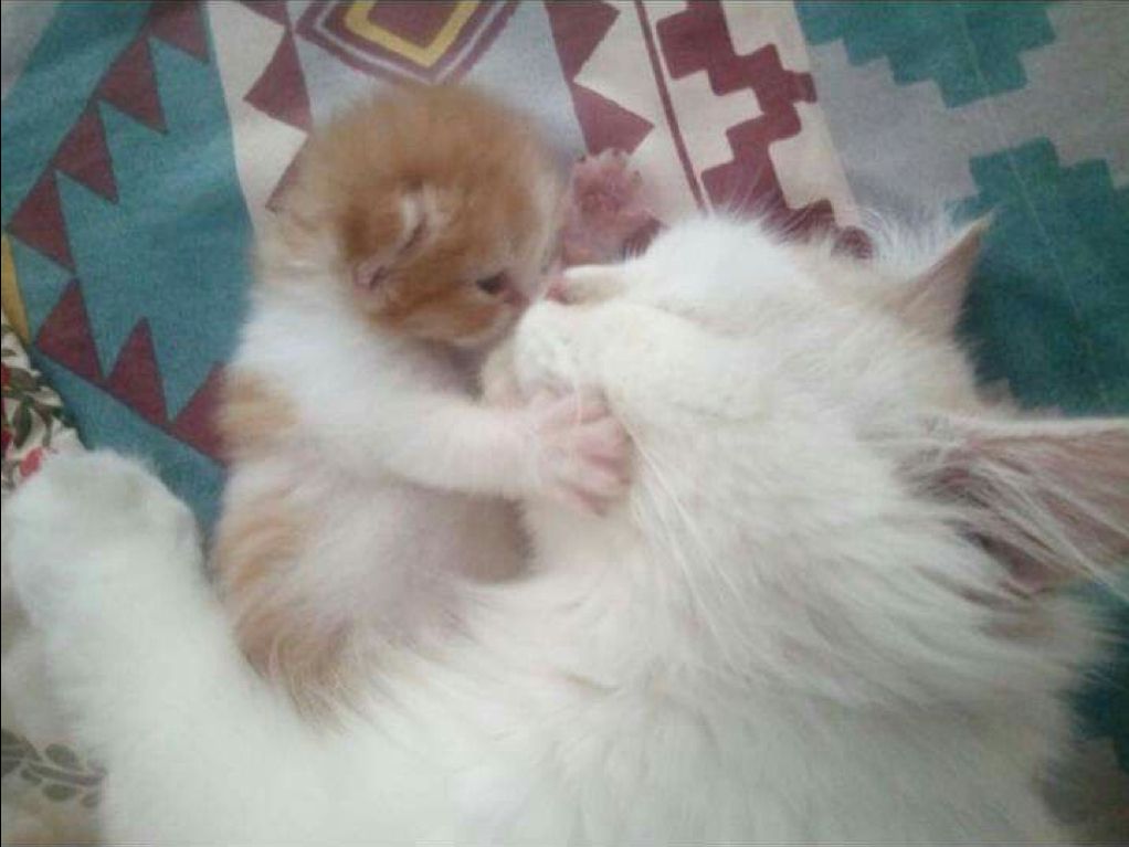 고양이 원본 528