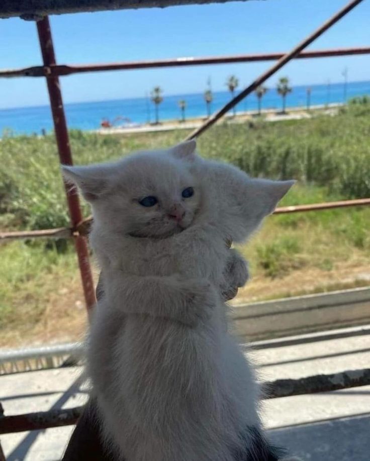 고양이 원본 222