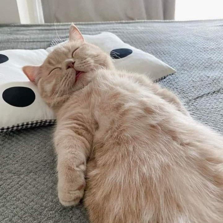 고양이 원본 328