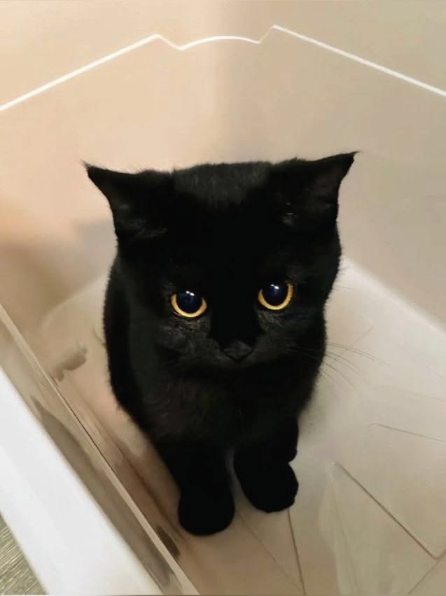 고양이 원본 405