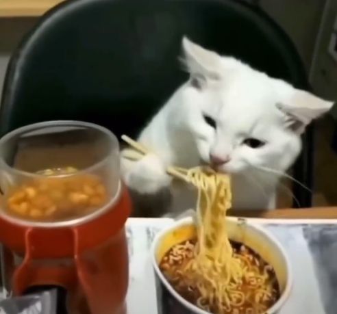 고양이 원본 291