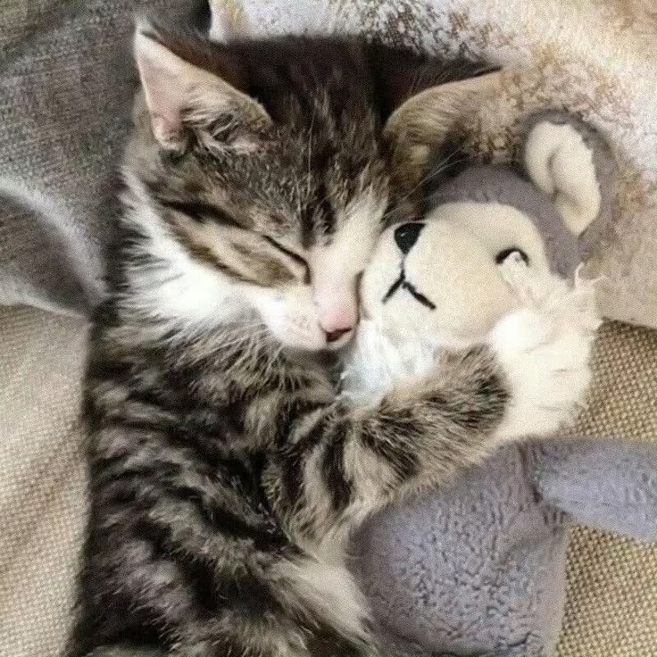 고양이 원본 308