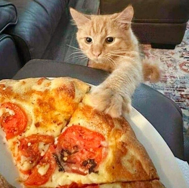 고양이 원본 278