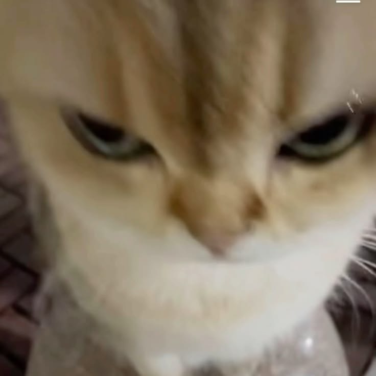 고양이 원본 482