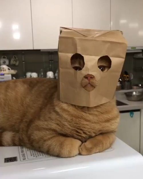 고양이 원본 132