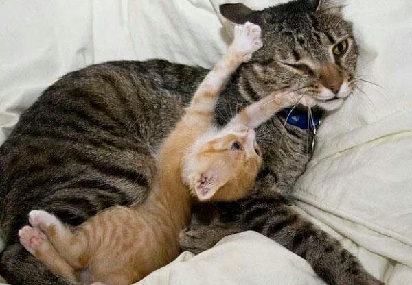 고양이 원본 610