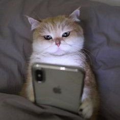 고양이 원본 573