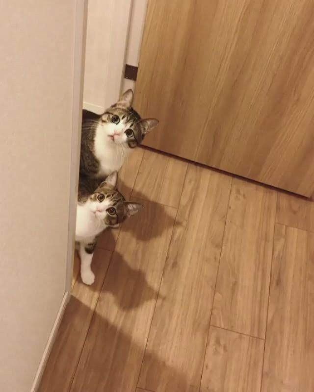 고양이 원본 230