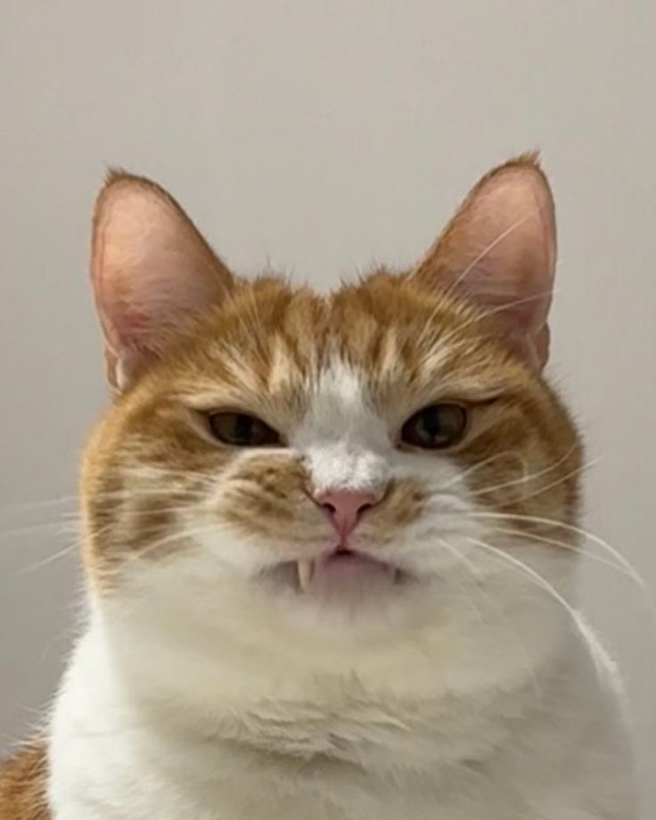 고양이 원본 479