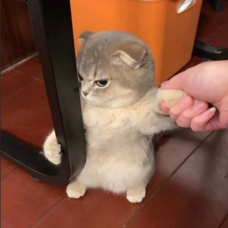 고양이 원본 281