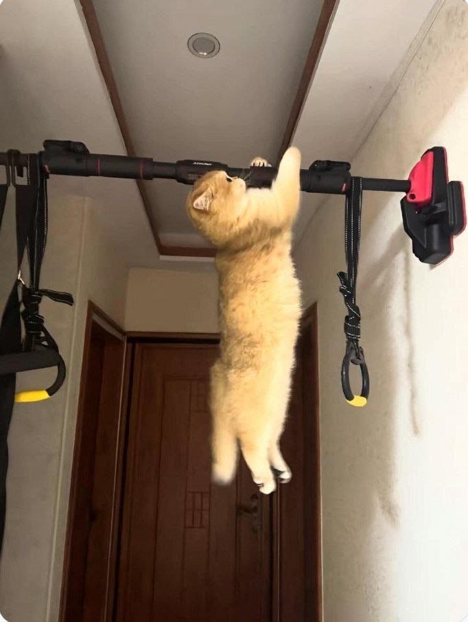 고양이 원본 372