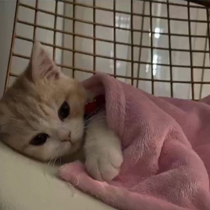 고양이 원본 296