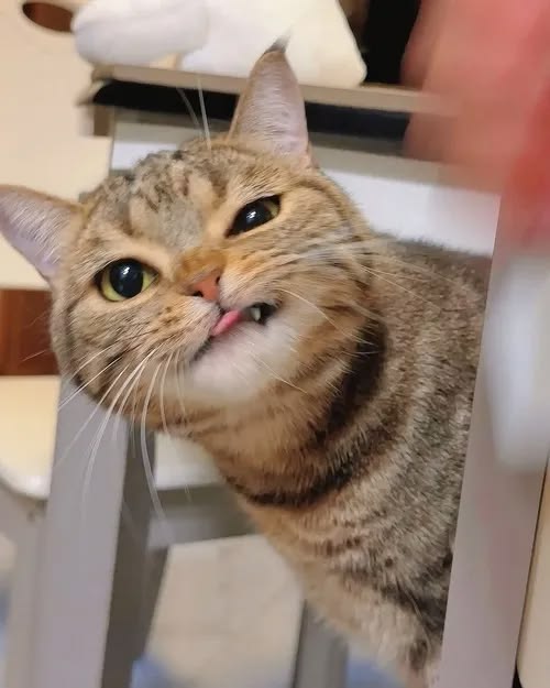고양이 원본 530