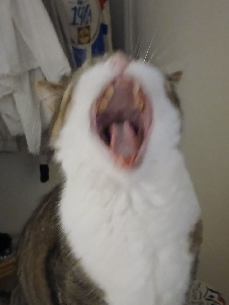 고양이 원본 527