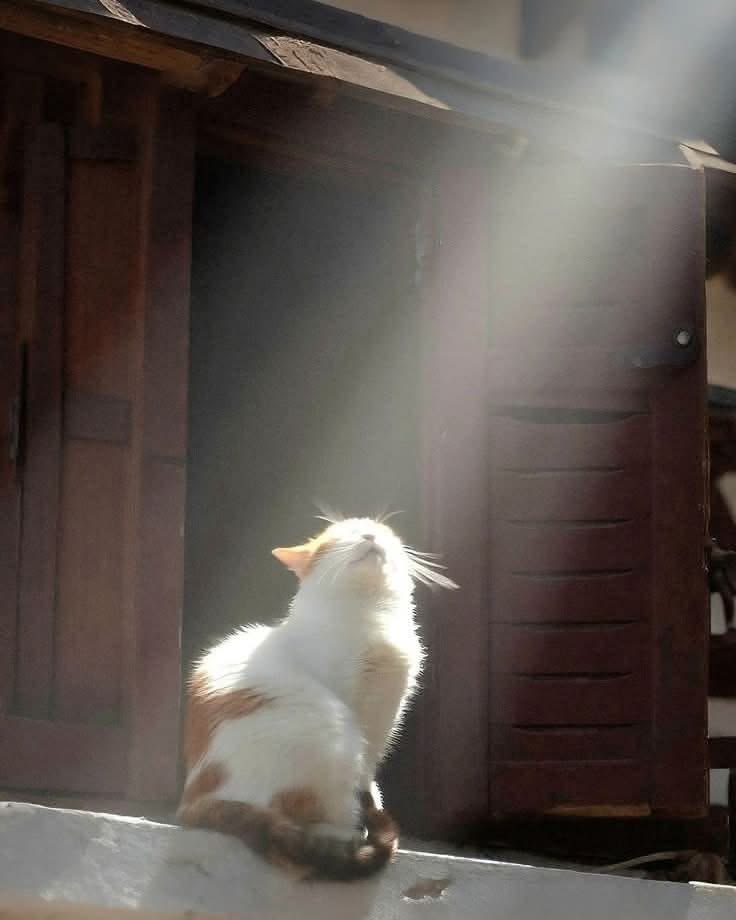 고양이 원본 425