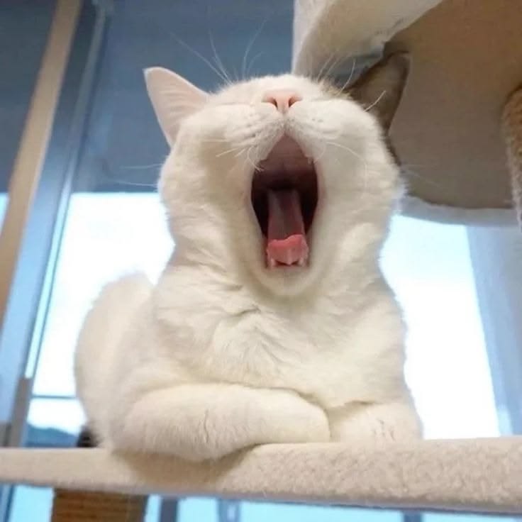고양이 원본 462