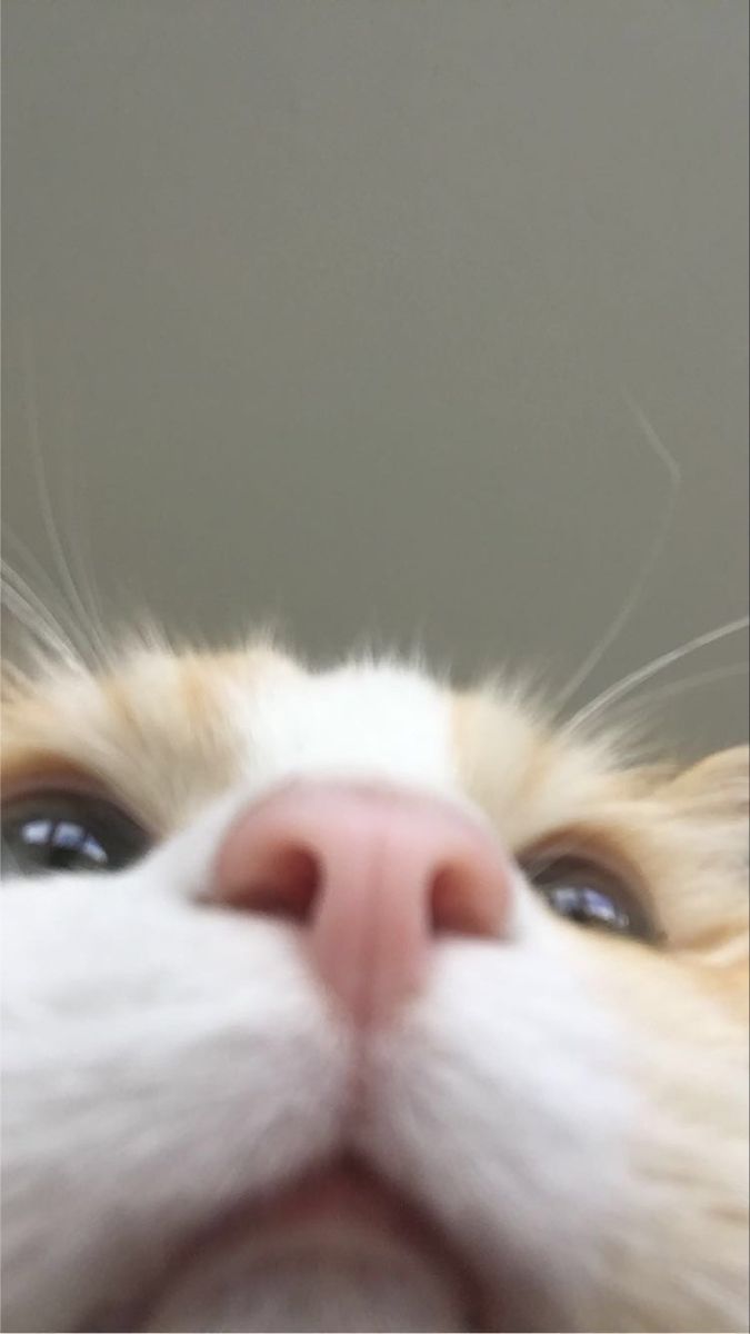 고양이 원본 315