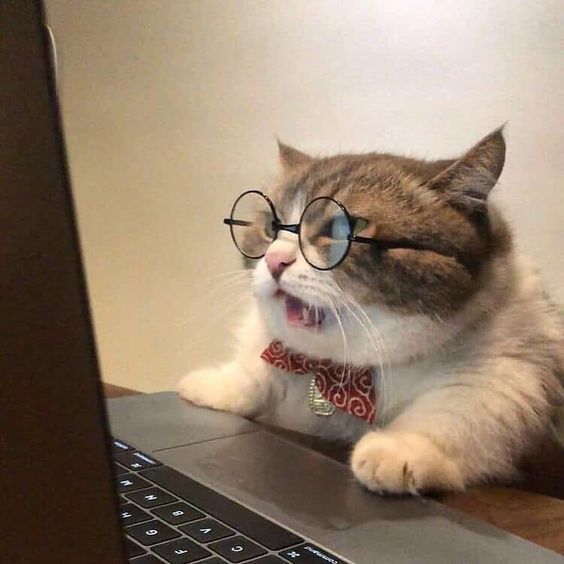 고양이 원본 374