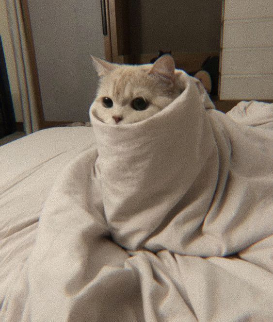 고양이 원본 390