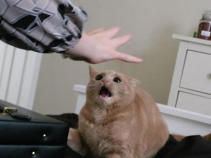 고양이 원본 007